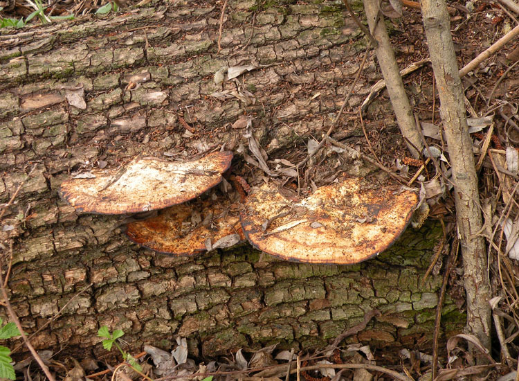Daedaleopsis confragosa?